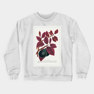 Prunus Pissardi Tree lithograph (1900) Crewneck Sweatshirt